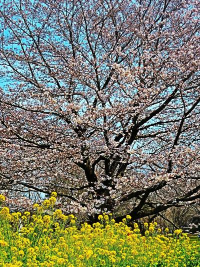 都立小金井公園　〔桜の園〕　さくら1,800本見ごろ　☆珍しい桜の品種も多く