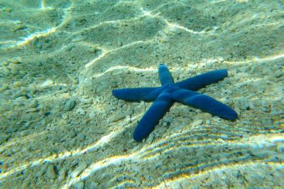 初の慶良間諸島　8泊9日の旅⑤