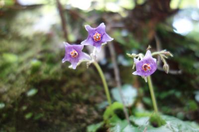 やっちまった！イワタバコを見におひとり様高尾山ハイキング