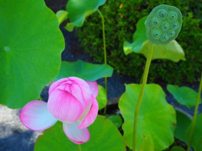 補陀洛山総持寺へ