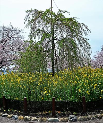 浅草・桜-１　隅田公園　花見名所！700本の桜　☆千年桜〔三春の滝桜〕子孫、生育中 