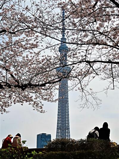 浅草・桜-2　東京スカイツリー＆さくら　☆新鮮な構図！満開・桜花/謳歌