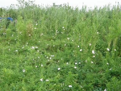 早朝散歩コース沿いの野草を愛でる