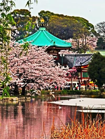 上野・桜-1　不忍池  堤沿いに満開花めぐり　☆弁天堂にお詣り