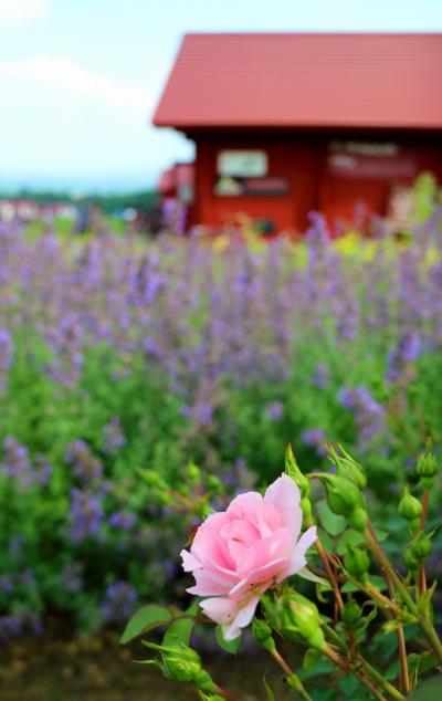 夏が来た～！我が家恒例のニセコ＆積丹で美味しいモノ祭り☆今年の北海道は暑すぎだ～!　vol.1