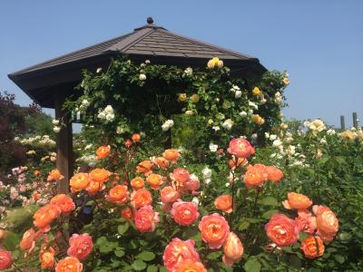 平塚観光してみよう！バラ祭りの花菜ガーデンへ♪