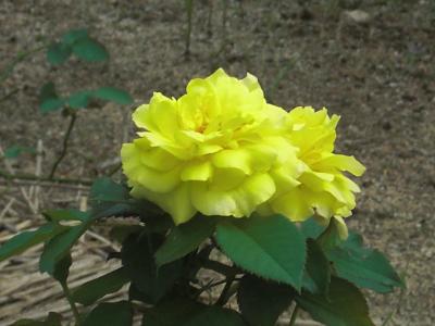 平和公園～原爆の子の像が見つめる景色に咲く花～