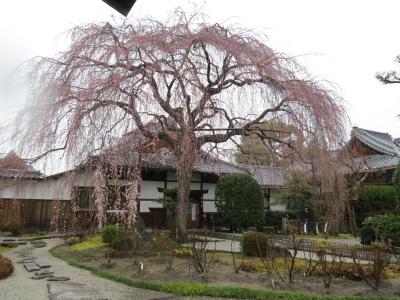 京都の桜にはかなわない＾－＾）