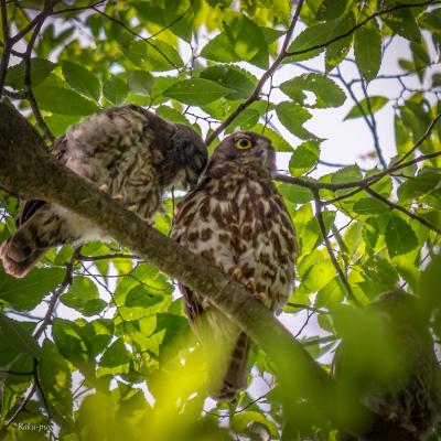 お母さんに　甘える　アオバズクの ヒナ～