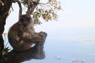 スペイン・アンダルシア地方の旅　その２　お猿だらけのイギリス領ジブラルタル