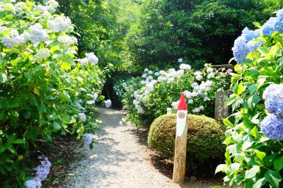 花さかじいさんの南沢あじさい山と金毘羅山ハイキング