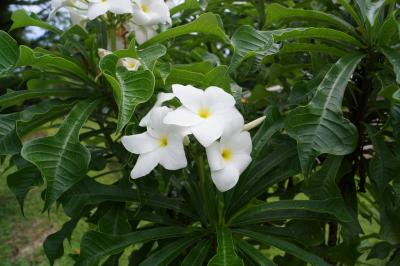 2017年 6回目のパラオ共和国逃避行ですぅ。 Part 5