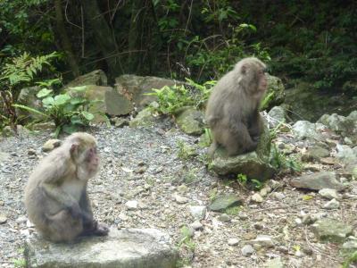 縄文杉に会えなくても楽しい屋久島