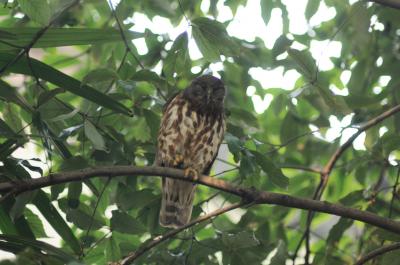 フクロウのアオバズクのいる梶無神社（東大阪市）