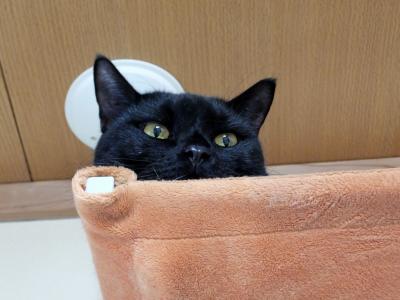 石垣島・西表島は暑かった（1日目：移動とちょこっと那覇）