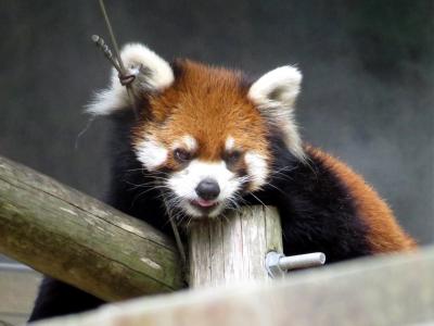 夏のレッサーパンダ紀行【３】 池田動物園　山陽地方の新顔レッサーに会いに行く① きなこちゃんまだ緊張気味かな？