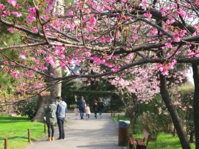 ７月 冬休み お花見 日本庭園 in ブエノスアイレス