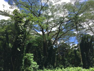  Hawaii 2017 ハイアットリージェンシー☆アウラニ～5日目～