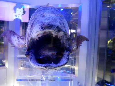 還暦夫婦の日本一周の旅⑳（沼津のシーラカンス・ミュージアムへ）