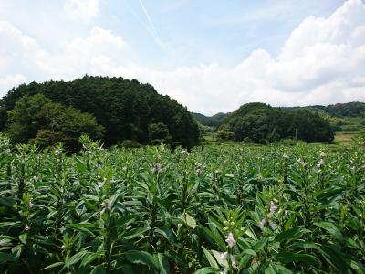 明日香の宿は、オーベルジュか古民家か？(魅惑の古民家編)