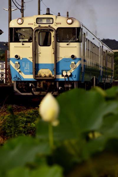 鳴門の蓮根畑に広がる夕焼け色の蓮の花と“四国のヨンマル”キハ40形を見に訪れてみた