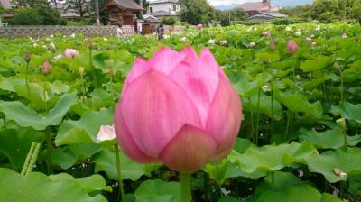 梅雨の中休み・晴れ間を狙って蓮を観に