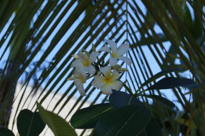 2017年 6回目のパラオ共和国逃避行ですぅ。 Part 7