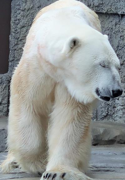 札幌-9　市円山動物園　ホッキョクグマ＊エゾヒグマ　☆オオカミ・チンパンジーも