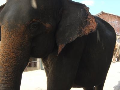 '16 GW 兄妹3人旅 スリランカ編-2 ~象の孤児院、ワルナ アンティークス~