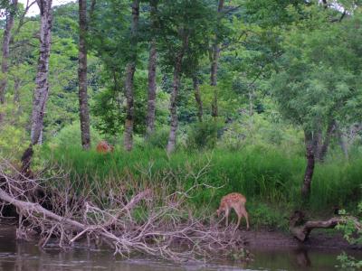 UA特典マイルで2・4歳児連れ釧路週末旅行：釧路編