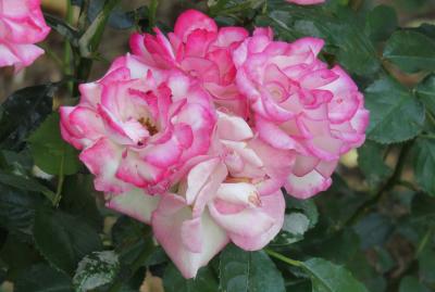 2017春、庄内緑地公園のバラ(2/5)：ミュージック、メルヘン・ケニギン、宴、芳純