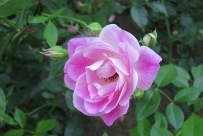 2017春、庄内緑地公園のバラ(4/5)：うらら、ブリリアント・ピンク・アイスバーグ