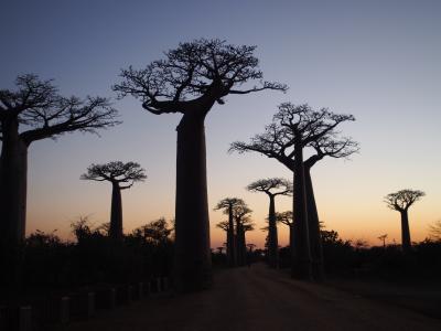 2017夏休み5連休 マダガスカルのバオバブ並木