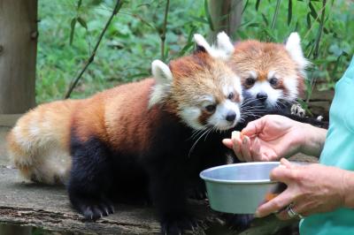 真夏のレッサーパンダ詣はまだ涼しくて助かった曇天の千葉市動物公園から（２）とびっきり可愛いリンゴタイムのレッサーパンダ特集その２＆お楽しみなバイソンとミーアキャットの赤ちゃんや仲良しアカハナグマのカップルなど