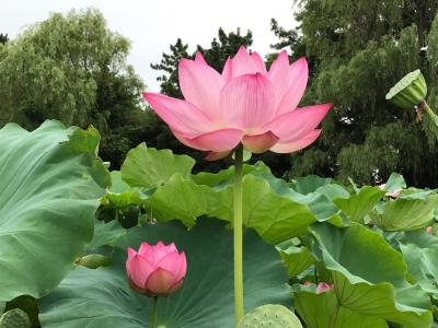 早朝の三渓園に、蓮の花を見に行って来ました