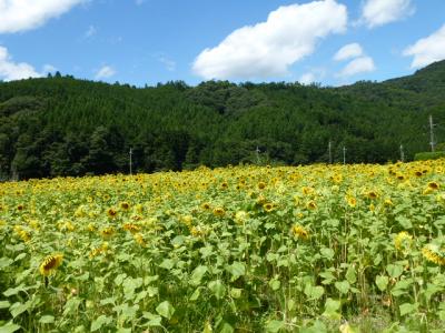 南光ひまわり畑＆倉敷・白壁の街並み