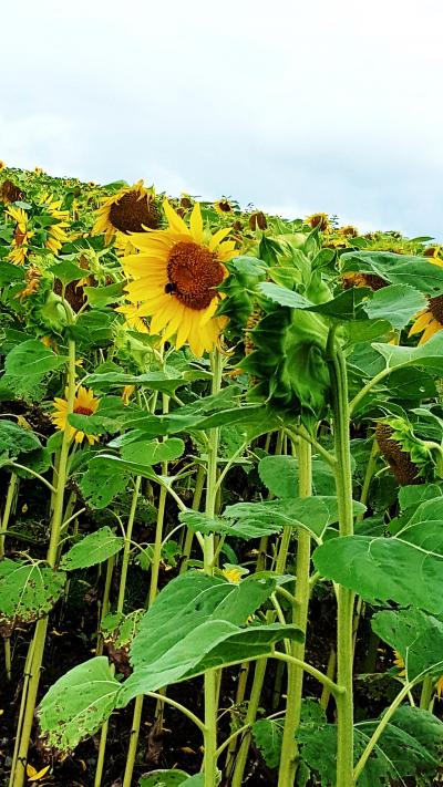 JALどこかにマイルで女満別道東旅行1日目網走編