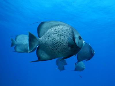 巡るMexico　Isla Mujeres2017Diving　part1