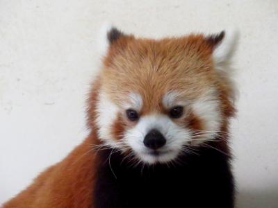 真夏のレッサーパンダ紀行【１】 安佐動物公園　山陽地方の新顔レッサーに会いに行く② 超期待のキラ君登場、リンゴタイムはマルちゃんが担当