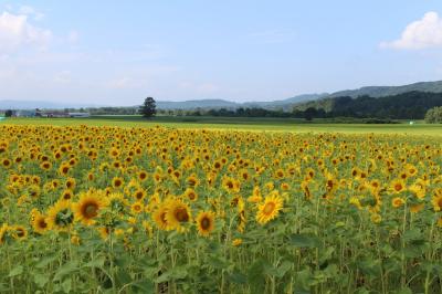 名寄ひまわり巡り