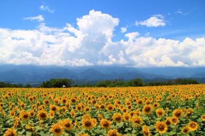 明野ひまわり畑・清泉寮　2017盛夏