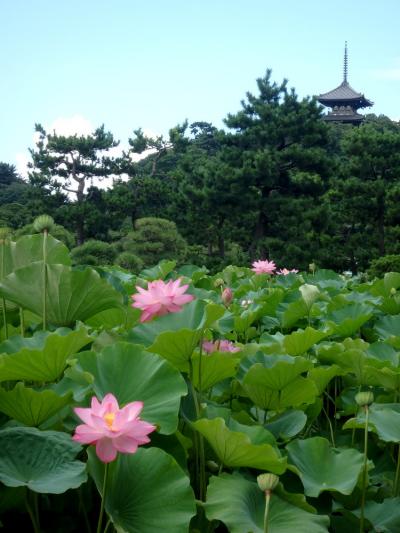 三溪園　早朝観蓮会