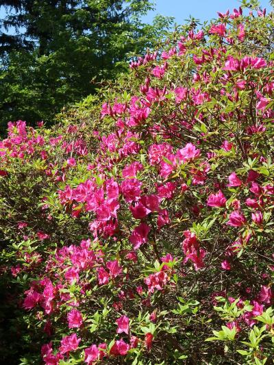 野田-7　清水公園 つつじまつり　花盛りの森　☆100種・2万株ものツツジ