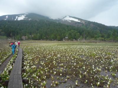 尾瀬は”水芭蕉の歌”のようにはいかなかった