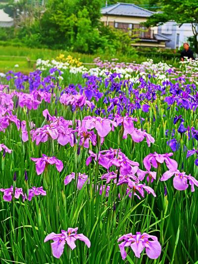 佐倉城址公園-1　花菖蒲 9,000株　咲き誇り　☆菖蒲まつりの後でも