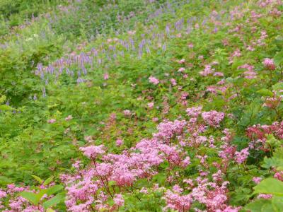 大山登山と鳥取の名宿「岩井屋」「旅館大橋」宿泊4泊5日　その3大山ユートピアコース・天空のお花畑編