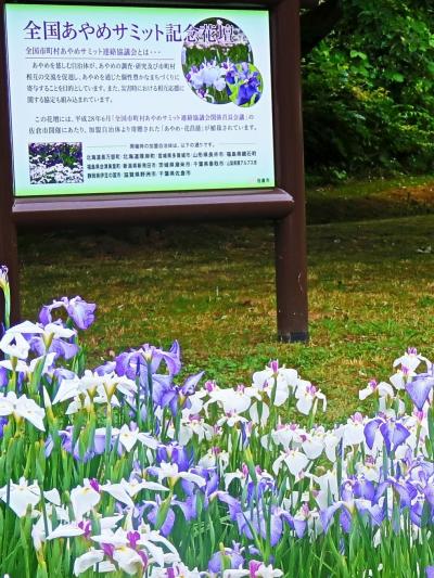 佐倉城址公園-2　全国あやめサミット 2016記念花壇で　☆菖蒲の名花/新品種たち