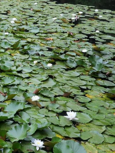 佐倉城址公園-3　姥ケ池あたり　アジサイ/スイレン/噴水　☆愛宕神社に参拝