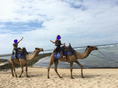 ３泊５日　バリ旅行　キャメル・サファリ（ラクダ乗り）　