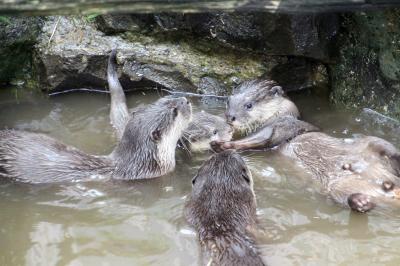 2017年お盆の３日連休初日は自宅から最も近い智光山公園こども動物園へ（前編）コツメカワウソ特集：三つ子の赤ちゃんの泳ぎの練習が見たくて